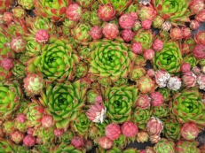 Jovibarba sobolifera