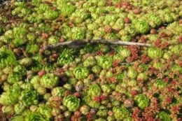 Jovibarba sobolifera