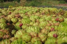 Jovibarba sobolifera