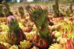 Jovibarba sobolifera