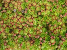 Jovibarba sobolifera