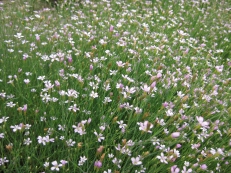 Petrorhagia saxifraga