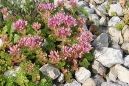 Sedum spurium