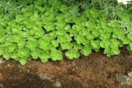 Sedum spurium Album Superbum