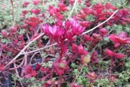 Sedum spurium Coccineum