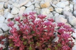 Sedum spurium Coccineum