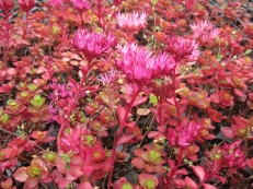 Sedum spurium Erdblut