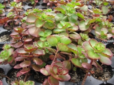 Sedum spurium Moorblut