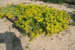 Sedum acre