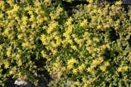 Sedum acre