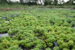 Sedum album Cloroticum