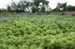 Sedum album Cloroticum