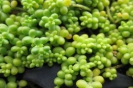 Sedum album Cloroticum