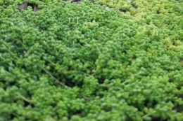 Sedum album Cloroticum