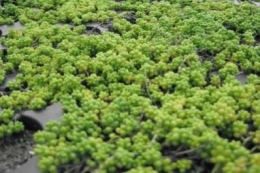 Sedum album Cloroticum