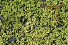 Sedum album Cloroticum