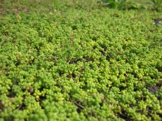 Sedum album Cloroticum