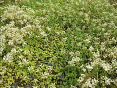 Sedum album Cloroticum