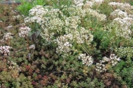 Sedum album Coral Carpet