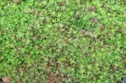 Sedum album Coral Carpet (austreibend)