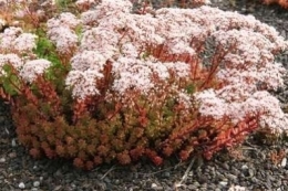 Sedum album Laconicum
