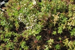 Mischung aus Sedum album und Sedum Spurium