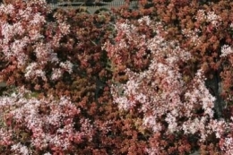 Sedum album Murale