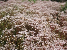 Sedum album Murale