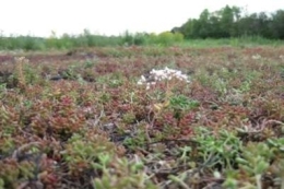 Sedum album Pyrenaicum