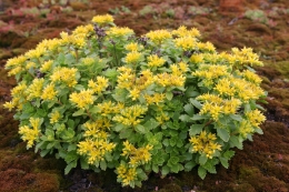 Sedum ellacombianum