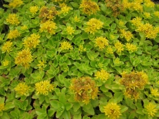 Sedum ellacombianum