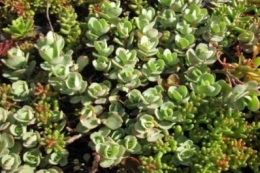 Sedum eversii