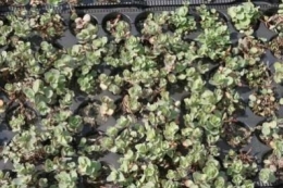 Sedum eversii