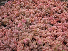 Sedum eversii