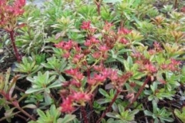 Sedum floriferum mit Fruchtständen