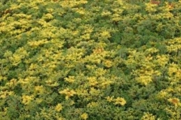 Sedum floriferum Weihenstefaner Gold