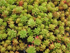 Sedum floriferum Weihenstefaner Gold