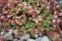 Sedum hispanicum
