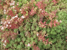 Sedum hispanicum