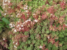 Sedum hispanicum