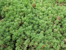 Sedum hispanicum