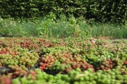 Sedum lydium mit Schnittlauch im Hintergrund