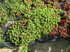 Sedum lydium mit Schnittlauch im Hintergrund