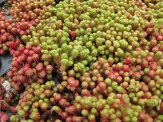 Sedum lydium mit Schnittlauch im Hintergrund