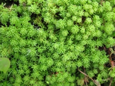 Sedum lydium mit Schnittlauch im Hintergrund