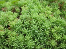 Sedum lydium mit Schnittlauch im Hintergrund