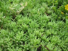 Sedum lydium mit Schnittlauch im Hintergrund