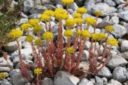 Sedum reflexum Aurium