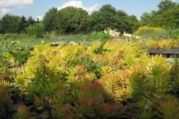 Sedum reflexum Aurium