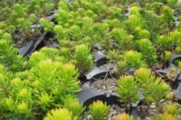 Sedum reflexum Aurium
